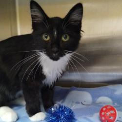 Shelter Stray Female Cat last seen BEACH ROAD ALAMEDA, 1590 Fortmann Way, Alameda, CA 94501, USA