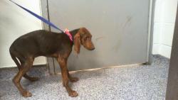 Shelter Stray Male Dog last seen CHARLOTTE, 8315 Byrum Dr, Charlotte, NC 28217, USA