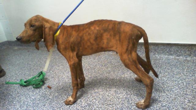 Shelter Stray Male Dog last seen CHARLOTTE, 8315 Byrum Dr, Charlotte, NC 28217, USA