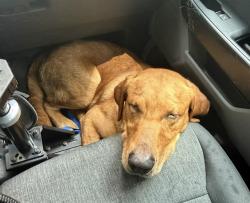 Shelter Stray Male Dog last seen HUNTERSVILLE, 8315 Byrum Dr, Charlotte, NC 28217, USA