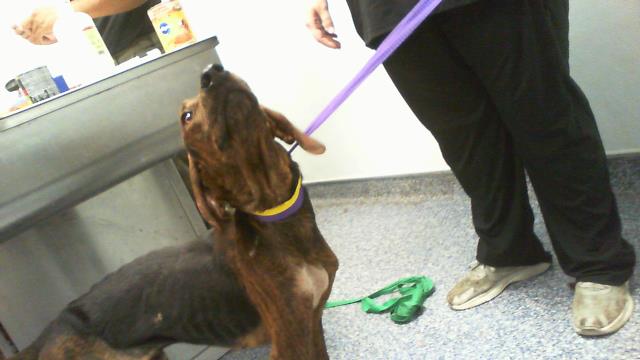 Shelter Stray Male Dog last seen CHARLOTTE, 8315 Byrum Dr, Charlotte, NC 28217, USA