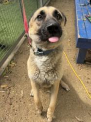 Shelter Stray Male Dog last seen , 14409 Vanowen St, Van Nuys, CA 91405, USA
