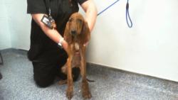 Shelter Stray Male Dog last seen CHARLOTTE, 8315 Byrum Dr, Charlotte, NC 28217, USA