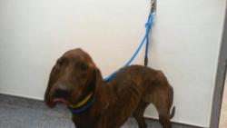 Shelter Stray Male Dog last seen CHARLOTTE, 8315 Byrum Dr, Charlotte, NC 28217, USA