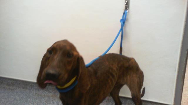 Shelter Stray Male Dog last seen CHARLOTTE, 8315 Byrum Dr, Charlotte, NC 28217, USA