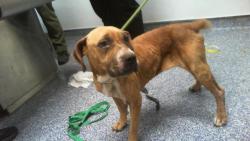 Shelter Stray Female Dog last seen CHARLOTTE, 8315 Byrum Dr, Charlotte, NC 28217, USA