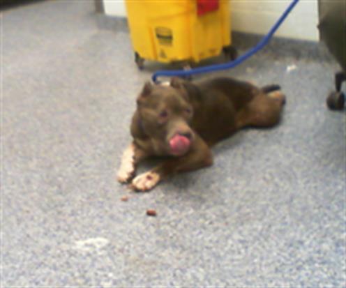 Shelter Stray Male Dog last seen CHARLOTTE, 8315 Byrum Dr, Charlotte, NC 28217, USA