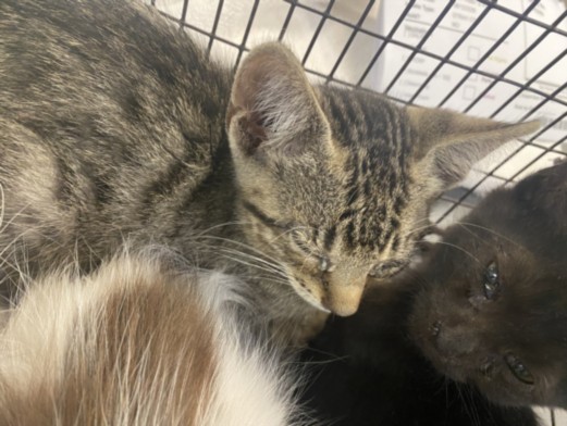 Shelter Stray Male Cat last seen , 1850 W 60th St, Los Angeles, CA 90047, USA