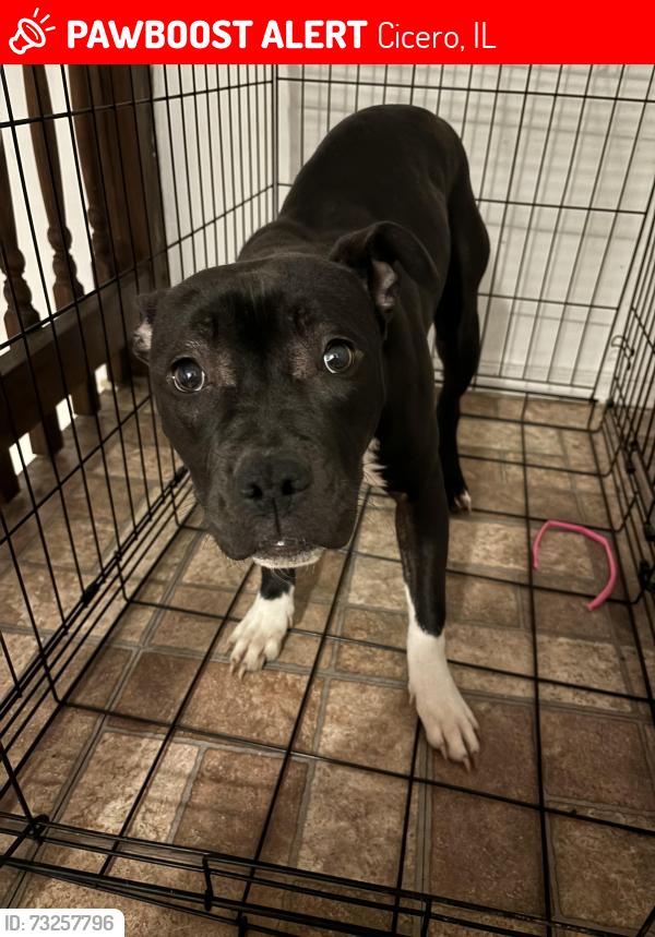 Lost Female Dog last seen Near S 51 60804, Cicero, IL 60804