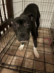 Lost Female Dog last seen Near S 51 60804, Cicero, IL 60804