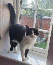 Lost Male Cat last seen Maresfield, Maresfield, England TN22 2DJ