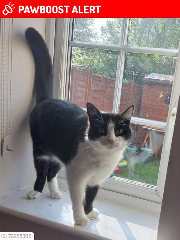 Lost Male Cat last seen Maresfield, Maresfield, England TN22 2DJ