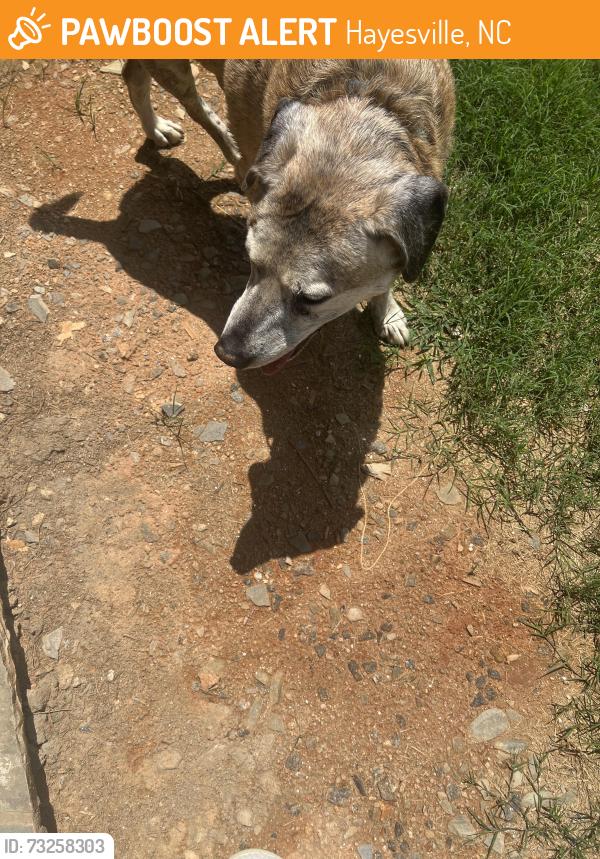 Found/Stray Male Dog last seen Smokerise Subdivision Hayesville NC, Hayesville, NC 28904