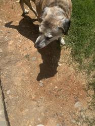 Found/Stray Male Dog last seen Smokerise Subdivision Hayesville NC, Hayesville, NC 28904