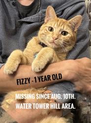 Lost Male Cat last seen Water tower hill 4th Ave. East, Greater London, England 