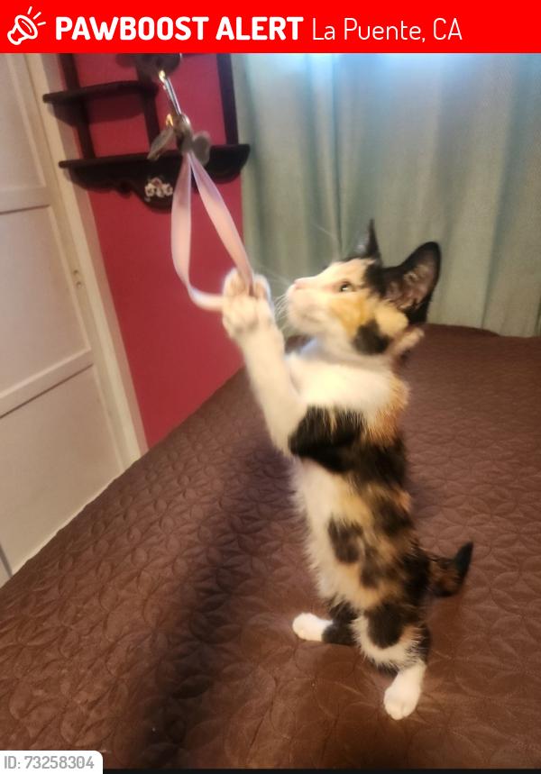 Lost Female Cat last seen Homeward st, La Puente, CA 91746