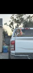Reunited Male Dog last seen Elder creek and 75th st, Sacramento, CA 95828
