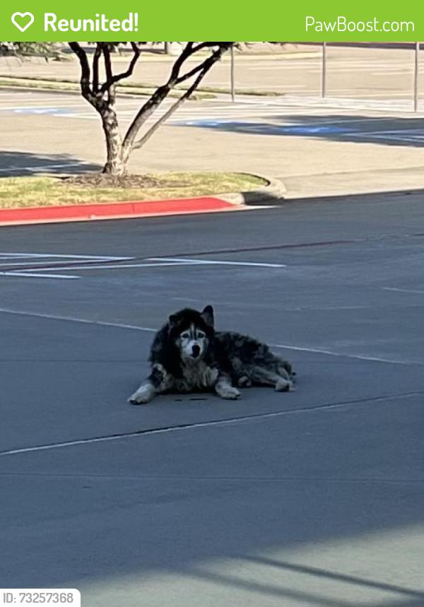 Reunited Unknown Dog last seen Across from Lake Ridge HS, Grand Prairie, TX 75054