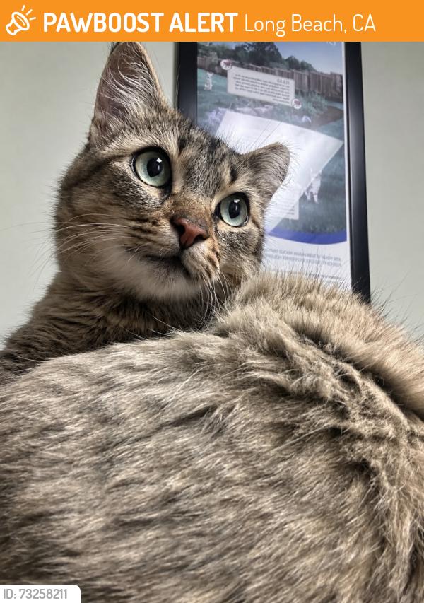 Found/Stray Female Cat last seen Long Beach Arts Museum, Long Beach, CA 90803