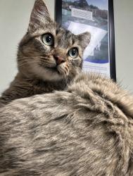 Found/Stray Female Cat last seen Long Beach Arts Museum, Long Beach, CA 90803