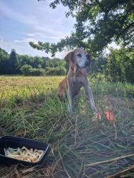 Found/Stray Female Dog last seen Winndale road, Dallas, GA 30157