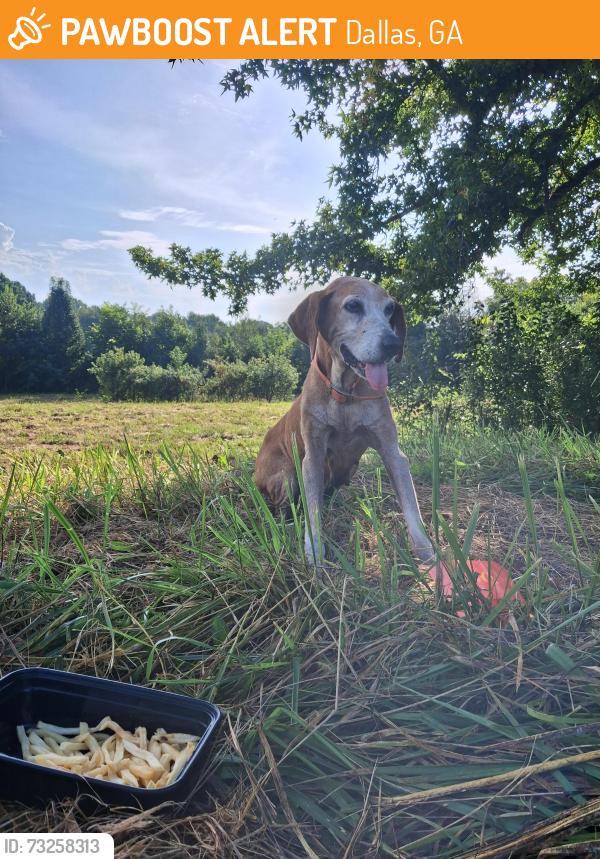 Found/Stray Female Dog last seen Winndale road, Dallas, GA 30157