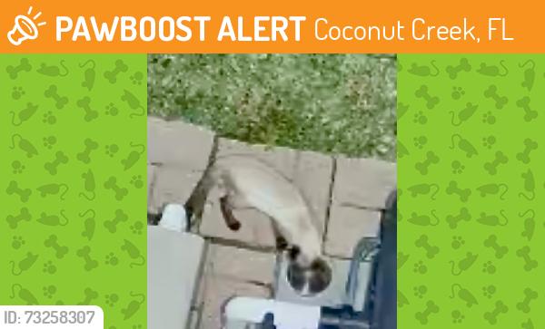 Found/Stray Unknown Cat last seen Hillsboro Blvd and Lyons Road, Coconut Creek, FL 33066
