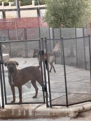 Lost Male Dog last seen Near Kinai road, Apple Valley, CA 92307
