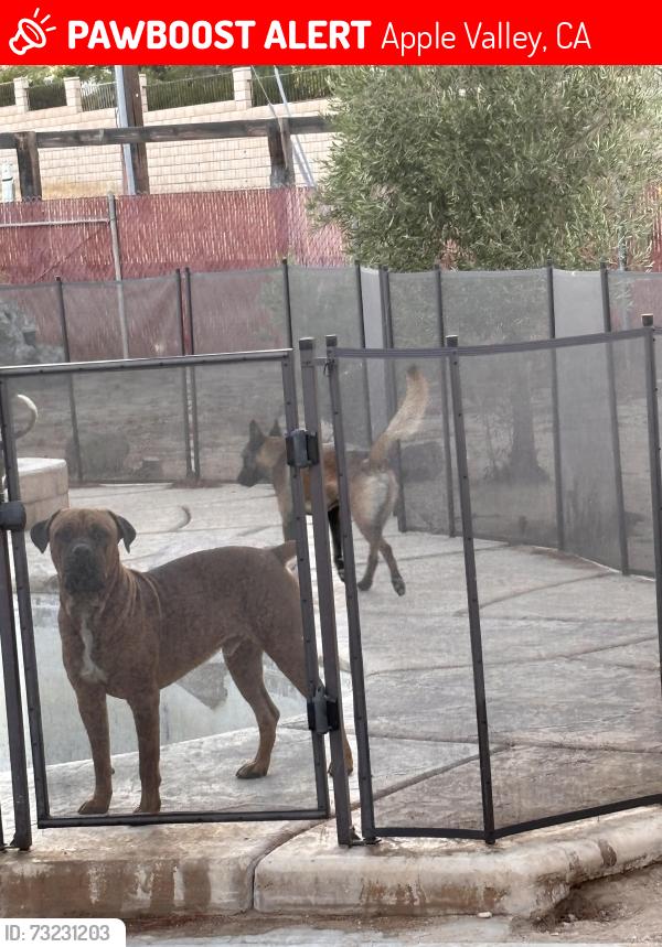 Lost Male Dog last seen Near Kinai road, Apple Valley, CA 92307