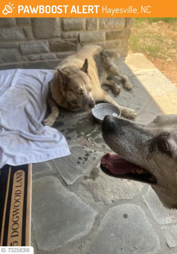 Found/Stray Female Dog last seen Smokerise Subdivision, Hayesville, NC 28904