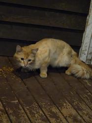 Found/Stray Male Cat last seen Ames Lake Rd and Quail Creek Dr, Redmond, WA 98053