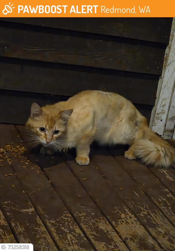 Found/Stray Male Cat last seen Ames Lake Rd and Quail Creek Dr, Redmond, WA 98053