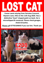 Reunited Male Cat last seen Rayners Lane, Rayners Lane, England HA2 9UB