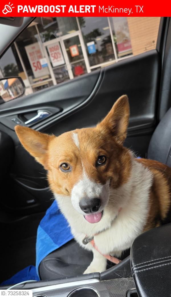 Lost Male Dog last seen Near e university dr mckinney tx, 75069, McKinney, TX 75069