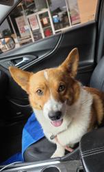 Lost Male Dog last seen Near e university dr mckinney tx, 75069, McKinney, TX 75069
