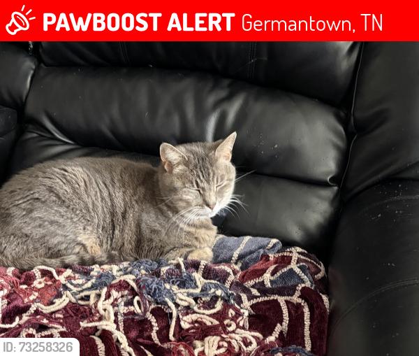 Lost Female Cat last seen Hacks Cross and Poplar Pike, Germantown, TN 38138