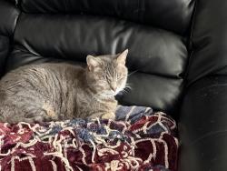 Lost Female Cat last seen Hacks Cross and Poplar Pike, Germantown, TN 38138