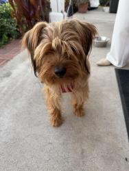 Found/Stray Male Dog last seen Wagner & Sunkist off Lizbeth ANAHEIM CA, Anaheim, CA 92806