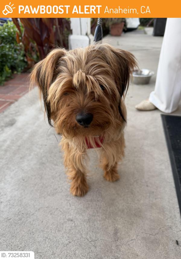 Found/Stray Male Dog last seen Wagner & Sunkist off Lizbeth ANAHEIM CA, Anaheim, CA 92806