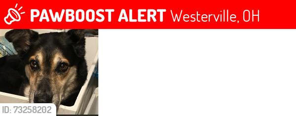 Lost Male Dog last seen Warren Road and Breshley Drive, Westerville, OH 43081