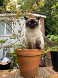 Reunited Female Cat last seen New England Road, Brighton and Hove, England BN1 4GG