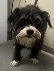 Shelter Stray Male Dog last seen 800's 2nd ave, Hamilton, OH, 1820 Princeton Rd, Hamilton, OH 45011, USA