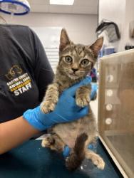Shelter Stray Female Cat last seen Down the road in woods, County/Unicorporated, NC, 1491 Business Park Ct, Gastonia, NC 28052, USA