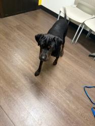 Shelter Stray Male Dog last seen Near M.L.K. Drive SW, Atlanta, GA, 1251 Fulton Industrial Blvd NW, Atlanta, GA 30336, USA