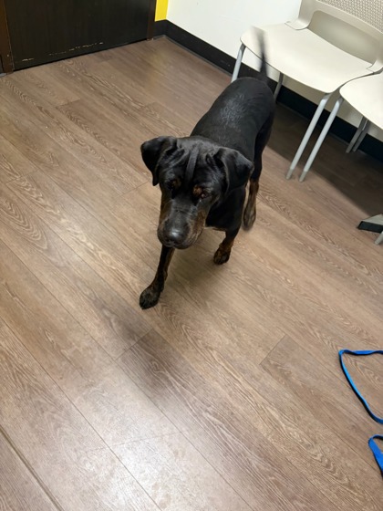 Shelter Stray Male Dog last seen Near M.L.K. Drive SW, Atlanta, GA, 1251 Fulton Industrial Blvd NW, Atlanta, GA 30336, USA