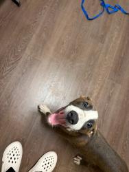 Shelter Stray Male Dog last seen Near M.L.K. Drive SW, Atlanta, GA, 1251 Fulton Industrial Blvd NW, Atlanta, GA 30336, USA