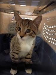 Shelter Stray Male Cat last seen College Street and Harvard, College Park, GA, 1251 Fulton Industrial Blvd NW, Atlanta, GA 30336, USA