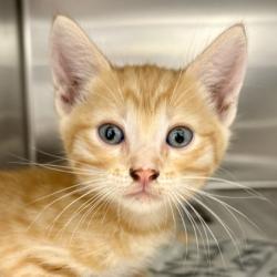 Shelter Stray Male Cat last seen Near Burnece St, Sacramento County, CA, 6201 Florin Perkins Rd, Sacramento, CA 95828, USA