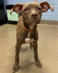 Shelter Stray Female Dog last seen Near Lark Lane Decatur Georgia 30032, 30032, GA, 3280 Chamblee Dunwoody Rd, Chamblee, GA 30341, USA
