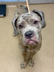 Shelter Stray Female Dog last seen Near Carriage Place Court Bldg 11, 30033, GA, 3280 Chamblee Dunwoody Rd, Chamblee, GA 30341, USA